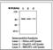 Protein Kinase D3 antibody, LS-C62233, Lifespan Biosciences, Western Blot image 