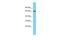 Ubiquitin Associated And SH3 Domain Containing B antibody, PA5-70430, Invitrogen Antibodies, Western Blot image 