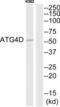 Cysteine protease ATG4D antibody, abx014409, Abbexa, Western Blot image 