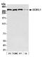 GCN1 antibody, A301-843A, Bethyl Labs, Western Blot image 