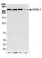 GCN1 Activator Of EIF2AK4 antibody, A301-843A, Bethyl Labs, Western Blot image 