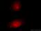 Claspin antibody, 23206-1-AP, Proteintech Group, Immunofluorescence image 