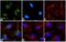 BCL2 Interacting Protein 3 antibody, 701696, Invitrogen Antibodies, Immunofluorescence image 