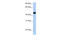 Reticulon 4 antibody, 30-234, ProSci, Western Blot image 