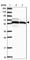 Torsin 1A Interacting Protein 1 antibody, HPA050546, Atlas Antibodies, Western Blot image 