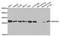 ANP32A antibody, A5768, ABclonal Technology, Western Blot image 