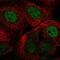 REST Corepressor 1 antibody, PA5-62941, Invitrogen Antibodies, Immunofluorescence image 