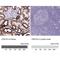 Cadherin 16 antibody, NBP2-34028, Novus Biologicals, Immunohistochemistry paraffin image 