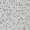 Myosin X antibody, 14-443, ProSci, Immunohistochemistry frozen image 