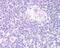 Forkhead Box N1 antibody, PA5-18191, Invitrogen Antibodies, Immunohistochemistry frozen image 