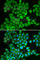 Calcium/calmodulin-dependent 3 ,5 -cyclic nucleotide phosphodiesterase 1B antibody, A2102, ABclonal Technology, Immunofluorescence image 