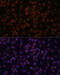 NFKB Inhibitor Zeta antibody, 13-686, ProSci, Immunofluorescence image 