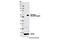 T antibody, 13165S, Cell Signaling Technology, Western Blot image 