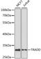 TNFRSF1A Associated Via Death Domain antibody, LS-C331292, Lifespan Biosciences, Western Blot image 