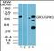 G Protein-Coupled Receptor Kinase 5 antibody, orb87661, Biorbyt, Western Blot image 