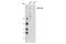 Protein Kinase, DNA-Activated, Catalytic Subunit antibody, 12311S, Cell Signaling Technology, Western Blot image 