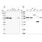 NEDD8 Activating Enzyme E1 Subunit 1 antibody, PA5-59469, Invitrogen Antibodies, Western Blot image 