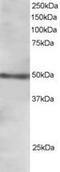 Forkhead Box L2 antibody, ab5096, Abcam, Western Blot image 