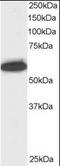 Nucleoporin 50 antibody, orb95307, Biorbyt, Western Blot image 