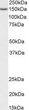 Serrate, RNA Effector Molecule antibody, orb247035, Biorbyt, Western Blot image 