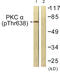 Protein Kinase C Alpha antibody, LS-C199446, Lifespan Biosciences, Western Blot image 