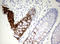 Keratin 20 antibody, LS-C336603, Lifespan Biosciences, Immunohistochemistry paraffin image 