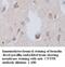 Ciliary Neurotrophic Factor Receptor antibody, MBS416347, MyBioSource, Immunohistochemistry paraffin image 