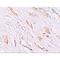 Platelet Endothelial Aggregation Receptor 1 antibody, LS-C115929, Lifespan Biosciences, Immunohistochemistry frozen image 