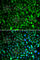 Kinesin Family Member 2C antibody, A5449, ABclonal Technology, Immunofluorescence image 