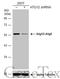 Autophagy Related 12 antibody, GTX629816, GeneTex, Western Blot image 