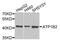Aminomethyltransferase antibody, PA5-76454, Invitrogen Antibodies, Western Blot image 