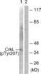 CRK Like Proto-Oncogene, Adaptor Protein antibody, LS-C198842, Lifespan Biosciences, Western Blot image 