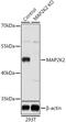 Mitogen-Activated Protein Kinase Kinase 2 antibody, GTX35223, GeneTex, Western Blot image 