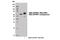 NEDD8 Activating Enzyme E1 Subunit 1 antibody, 14321S, Cell Signaling Technology, Western Blot image 