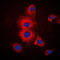 Keratin 19 antibody, LS-B13606, Lifespan Biosciences, Immunofluorescence image 