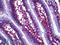 Collagen Type VI Alpha 1 Chain antibody, LS-B5685, Lifespan Biosciences, Immunohistochemistry frozen image 