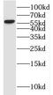 PC4 And SFRS1 Interacting Protein 1 antibody, FNab06858, FineTest, Western Blot image 