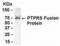 Protein Tyrosine Phosphatase Receptor Type S antibody, XW-7828, ProSci, Western Blot image 