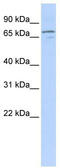 Neuregulin 3 antibody, TA336130, Origene, Western Blot image 