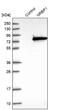 Nuclear Receptor Binding Protein 1 antibody, NBP1-88679, Novus Biologicals, Western Blot image 