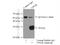 VPS28 Subunit Of ESCRT-I antibody, 15478-1-AP, Proteintech Group, Immunoprecipitation image 