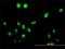 Testis-specific serine/threonine-protein kinase 1 antibody, H00083942-M02, Novus Biologicals, Immunofluorescence image 