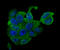 Endoplasmic Reticulum Protein 29 antibody, A03621-1, Boster Biological Technology, Immunocytochemistry image 