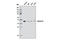 Aurora Kinase A antibody, 12100S, Cell Signaling Technology, Western Blot image 