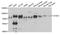 Interleukin 1 Receptor Associated Kinase 4 antibody, A01247-2, Boster Biological Technology, Western Blot image 