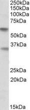 Sialic Acid Binding Ig Like Lectin 6 antibody, NBP1-49856, Novus Biologicals, Western Blot image 