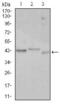 CCAAT Enhancer Binding Protein Alpha antibody, GTX60584, GeneTex, Western Blot image 