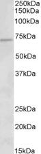 CD19 antibody, 43-297, ProSci, Enzyme Linked Immunosorbent Assay image 