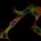 Hexokinase 1 antibody, GTX82795, GeneTex, Immunofluorescence image 