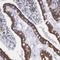 WD Repeat Domain 89 antibody, HPA000813, Atlas Antibodies, Immunohistochemistry frozen image 